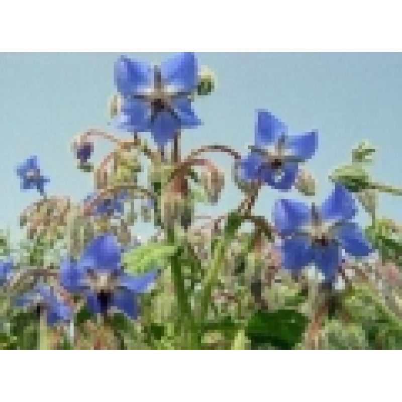 Hodan Yağı (Borage)  Geleneksel-Soğukpres 30 cc - Direkt Organik