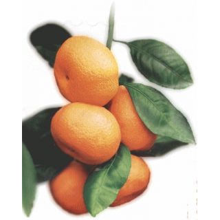 Organik Mandalina -500Gr