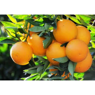 Organik  Portakal  500 Gr