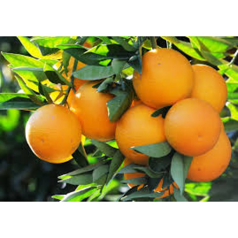 Organik  Portakal  500 Gr
